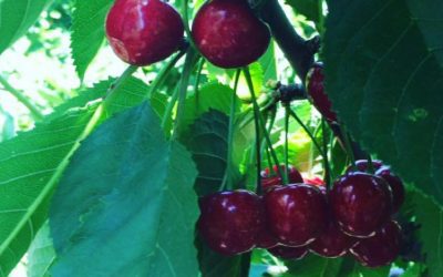 Cool down with ice cream and top it off with a cherry