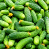 Fresh pickling cucumbers at Don-O-Ray Farms market in Kelowna