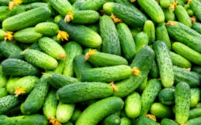 Pickling Cucumbers Are In at Don-O-Ray Farms in Kelowna