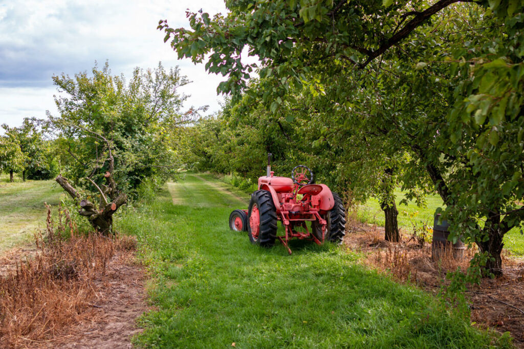 Old rusty tractor in an orchard