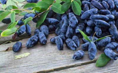 Haskap Berries are BC’s Best Kept Health Secret