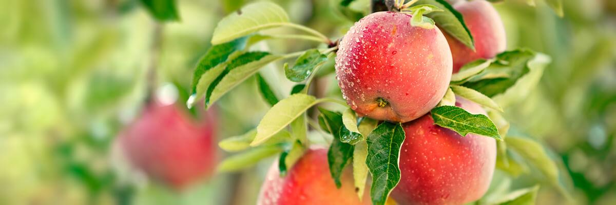 apples