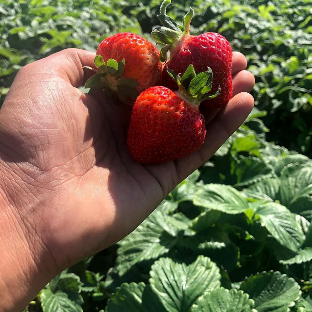 Donoray Farms Buy Sweet Local Strawberries in Kelowna BC