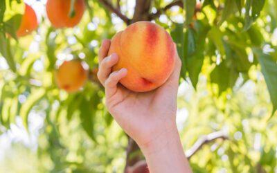 We have freestone peaches!