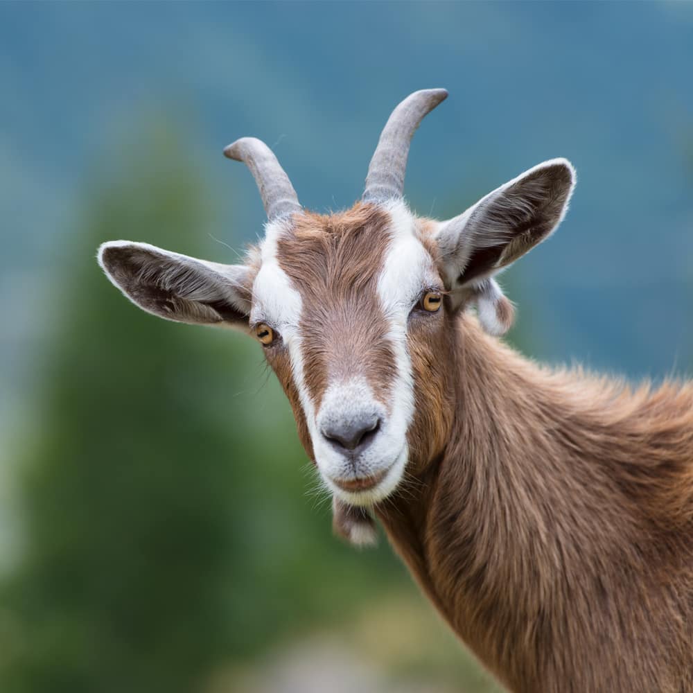 Donoray Farms Visit our Adventure Zoo onsite in Kelowna BC