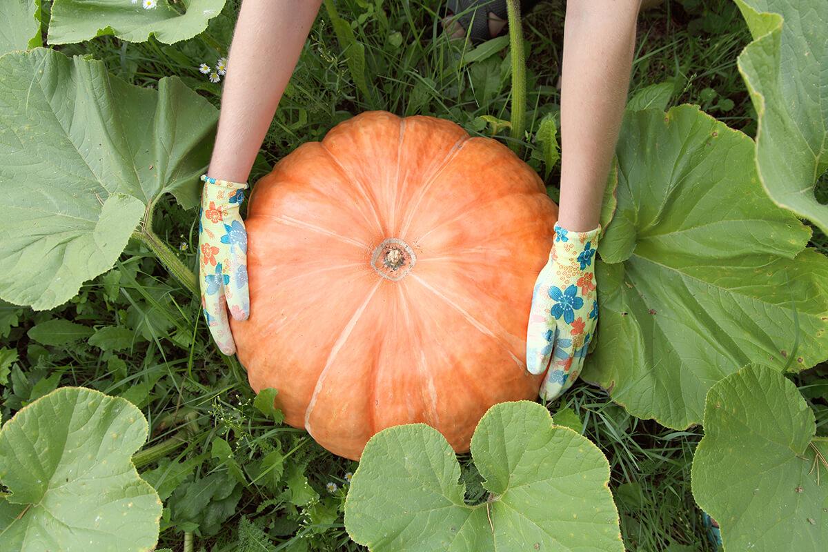 pumpkin gardening