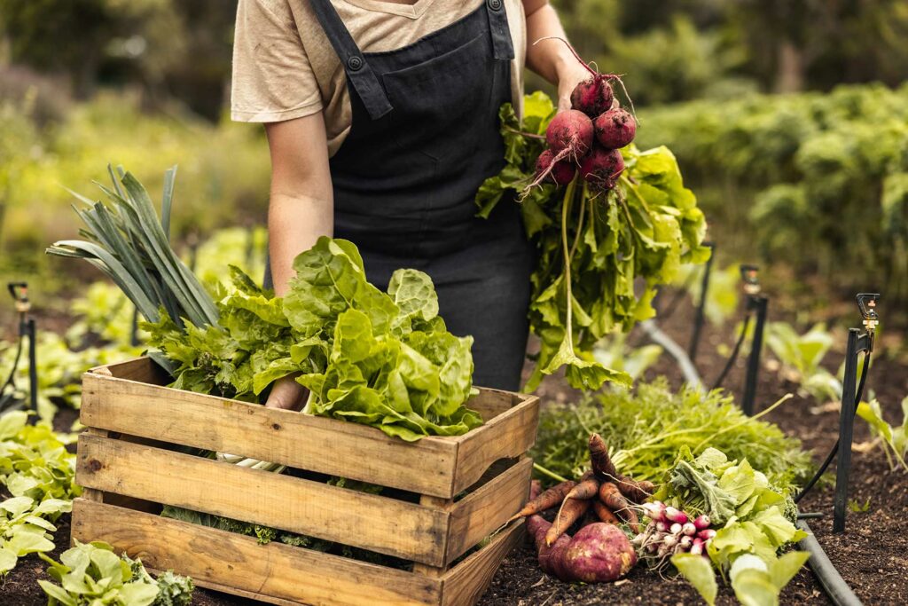 worker in a farm gathering vegetables